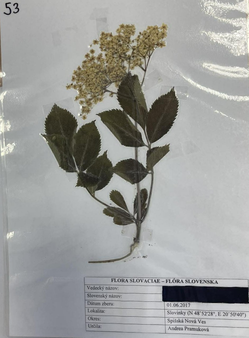 Rastlina Sambucus nigra